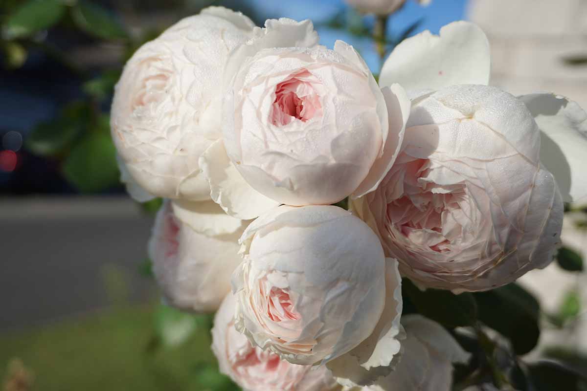 A close up horizontal image of a bouquet of 'Earth Angel' floribunda roses pictured on a soft focus background.