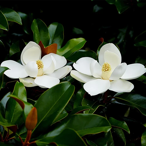 A square image of 'Edith Bogue' magnolia flowers growing in the garden pictured on a dark background.