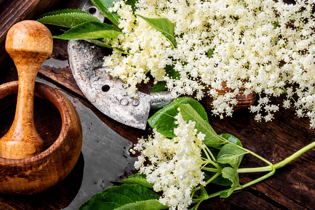 Harvested elderflowers in a wooden bowl and a wooden mortar and pestle.