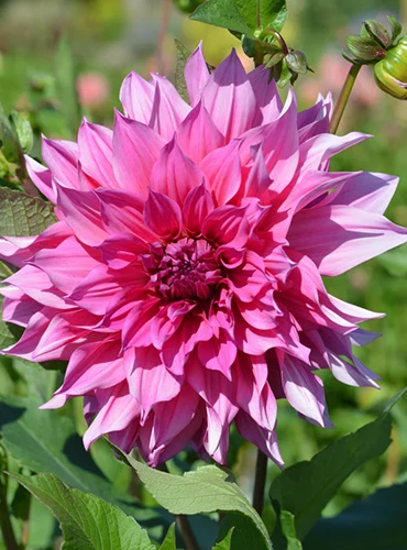 A close up of a single 'Emory Paul' dahlia flower growing in the garden pictured in bright sunshine.