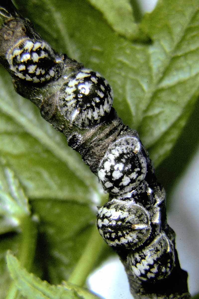 A close up vertical image of Eulecanium cerasorum pests infesting the branch of a plant.