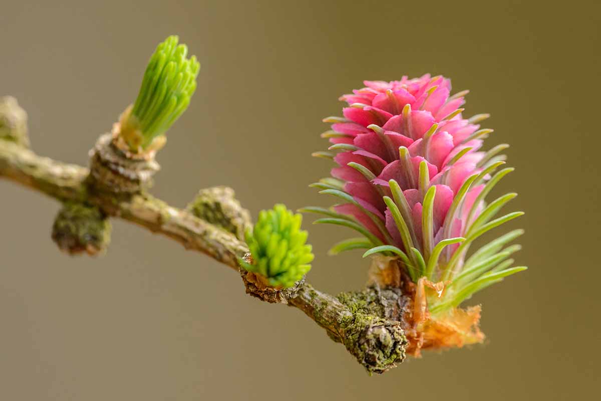 A close up horizontal image of a small pink flower on a European larch, pictured on a soft focus background.