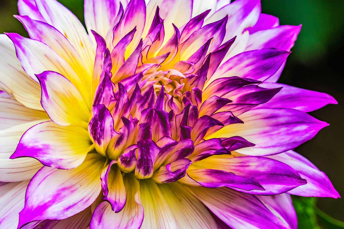 A close up horizontal image of a 'Fernhill Illusion' dinnerplate dahlia growing in the garden pictured on a dark background.