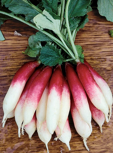 A close up of a bunch of 'Fire 'N' Ice' radishes set on a wooden surface.