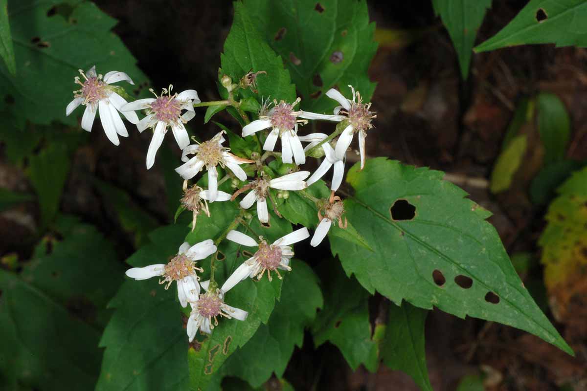 A close up of spent white wood aster flowers with foliage suffering from pest damage.