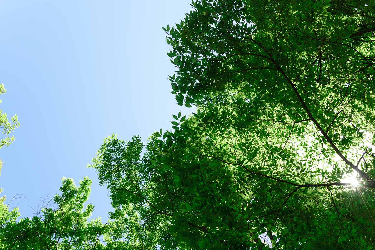 A horizontal image of the sun shining through the foliage of a Zelkova serrata tree, pictured on a blue sky background.