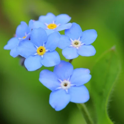 A square image of little blue forget-me-mot flowers pictured on a soft focus background.
