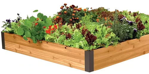 A close up of a four-foot wooden raised bed planted with a variety of different vegetables isolated on a white background.