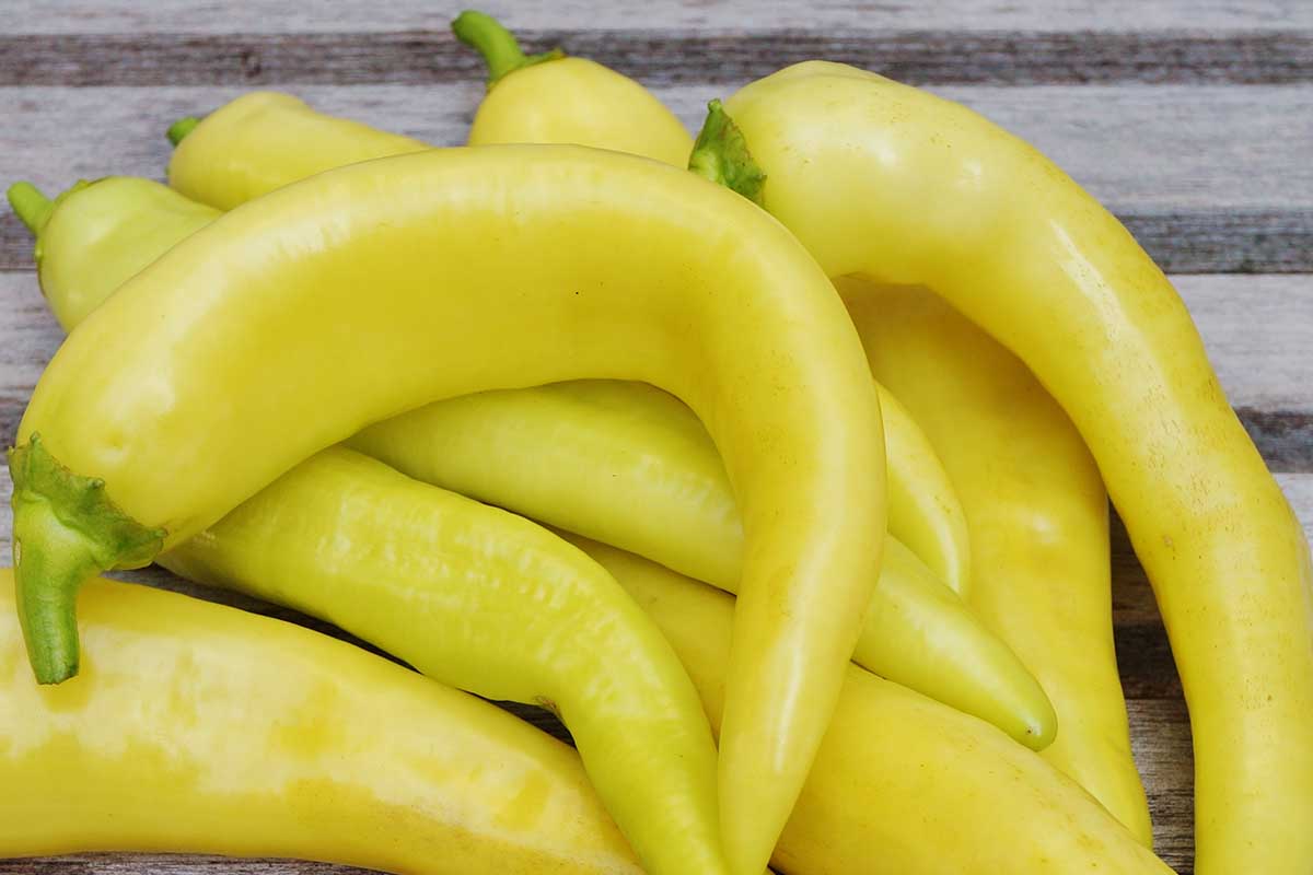 A close up horizontal image of freshly harvested yellow wax peppers set on a wooden surface.