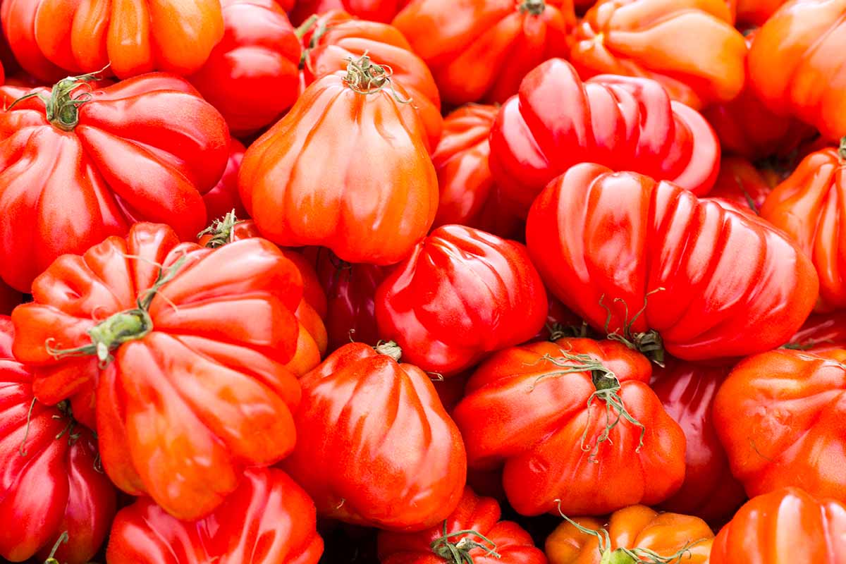 A close up horizontal image of a pile of freshly harvested, ripe red 'Costoluto Genovese' tomatoes.