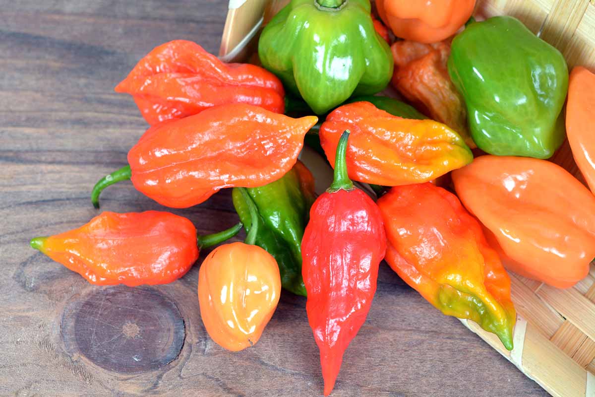 A close up horizontal image of bhut jolokia chilis spilling out of a wooden punnet.