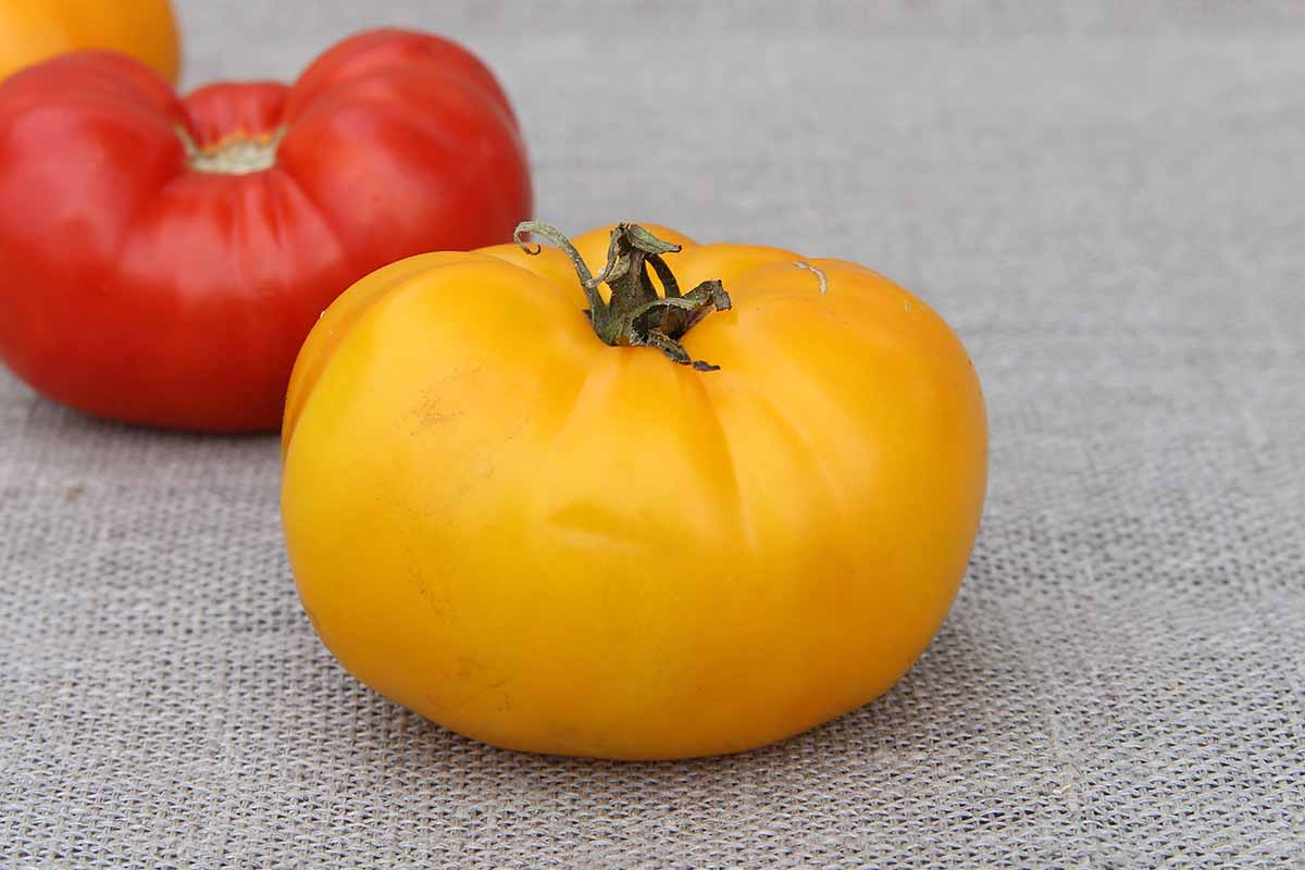 A close up horizontal image of a single yellow 'Kellogg's Breakfast' tomato set on a fabric surface.