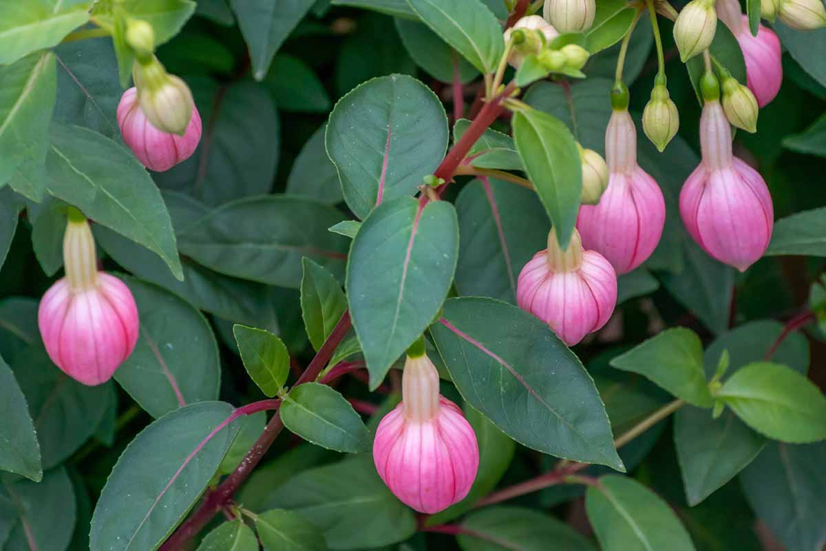 A close up horizontal image of a fuchsia plant with pink buds growing in the garden.