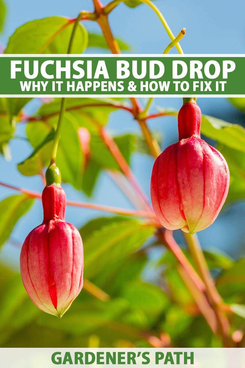 A close up vertical image of fuchsia buds pictured in bright sunshine on a blue sky background. To the top and bottom of the frame is green and white printed text.