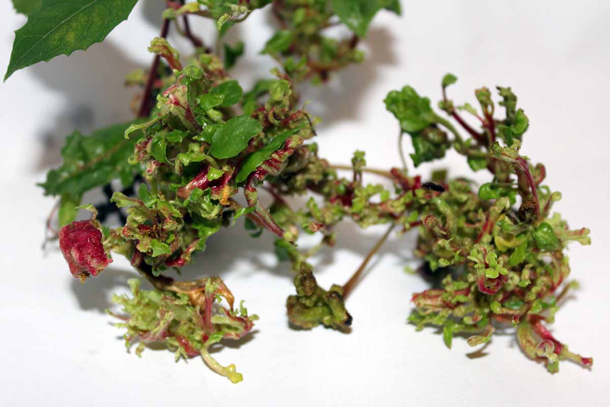 A close up horizontal image of the damage done to a specimen by fuchsia gall mites.
