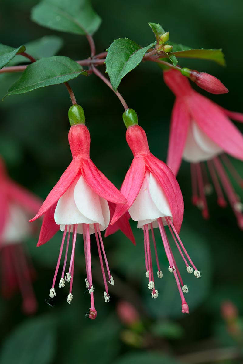 A close up vertical image of red and white fuchsia flowers growing in the garden pictured on a soft focus background.