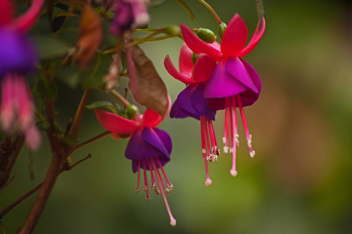 A close up horizontal image of red and pink fuchsia flowers growing in the garden pictured on a soft focus background.