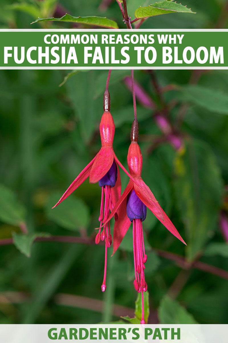 A close up vertical image of red and purple fuchsia flowers growing in the garden pictured on a soft focus background. To the top and bottom of the frame is green and white printed text.