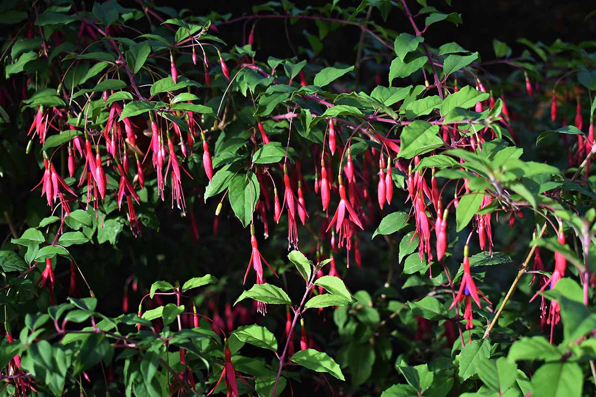 A close up horizontal image of the red and purple Fuchsia regia flowers growing in the garden pictured in bright sunshine.