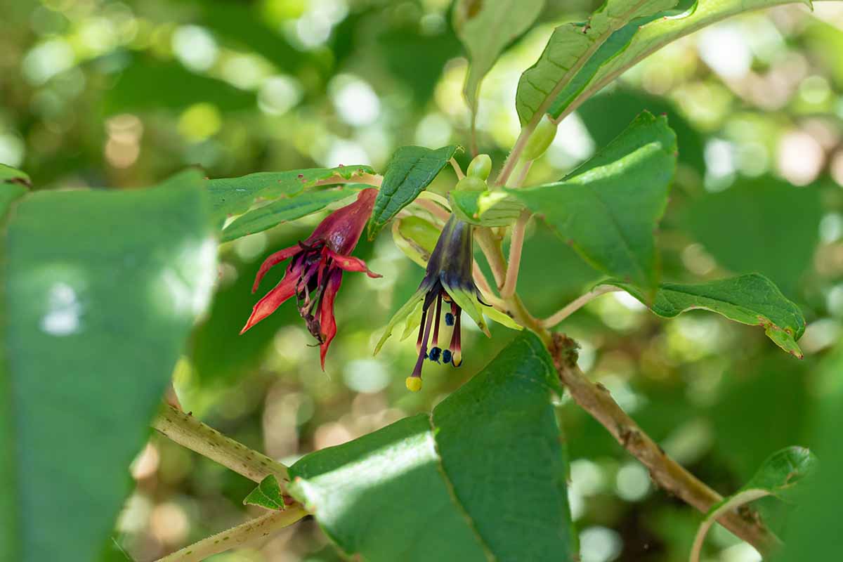 A close up horizontal image of the foliage and flowers of Fuchsia excorticata growing in the garden pictured on a soft focus background.