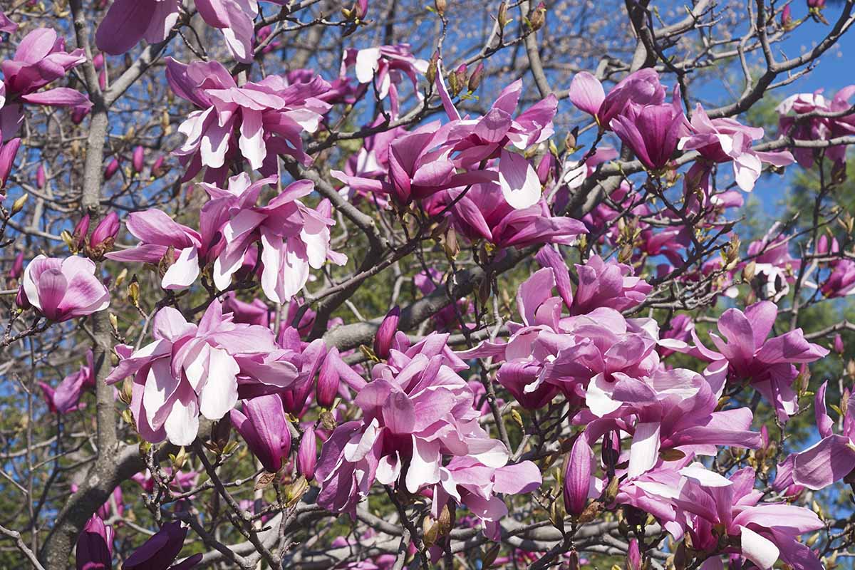 A horizontal image of pink and white 'Galaxy' magnolia flowers growing in the garden pictured on a blue sky background.