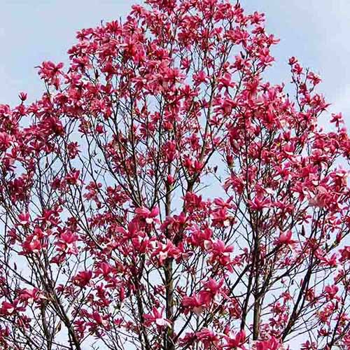 A square image of the reddish-pink flowers of 'Galaxy' magnolia tree.