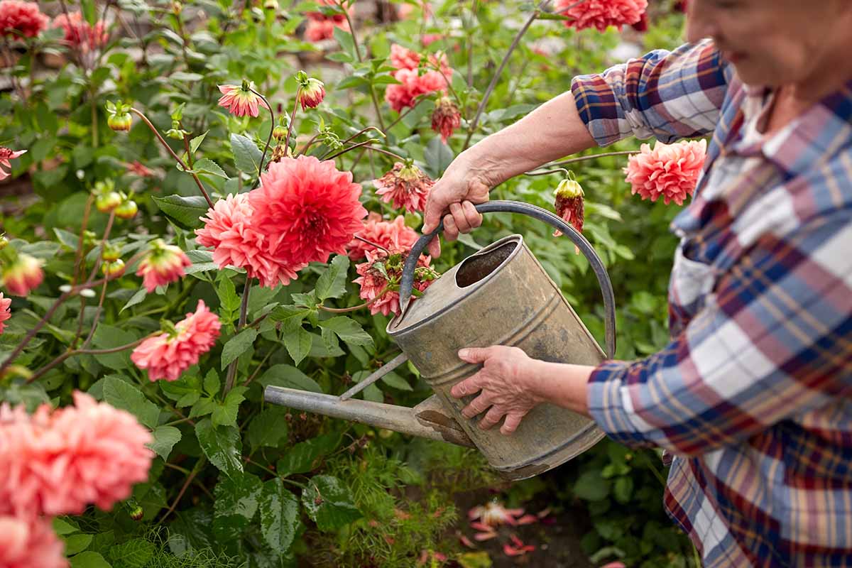 A close up horizontal image of a gardener using a metal can to water dahlia flowers in the garden.