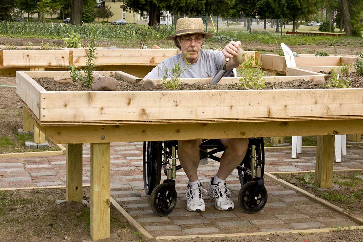 A horizontal image of a gardener in a wheelchair tending wooden raised beds.