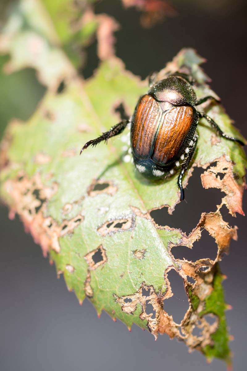 Japanese beetles could spread across Washington in 20 years