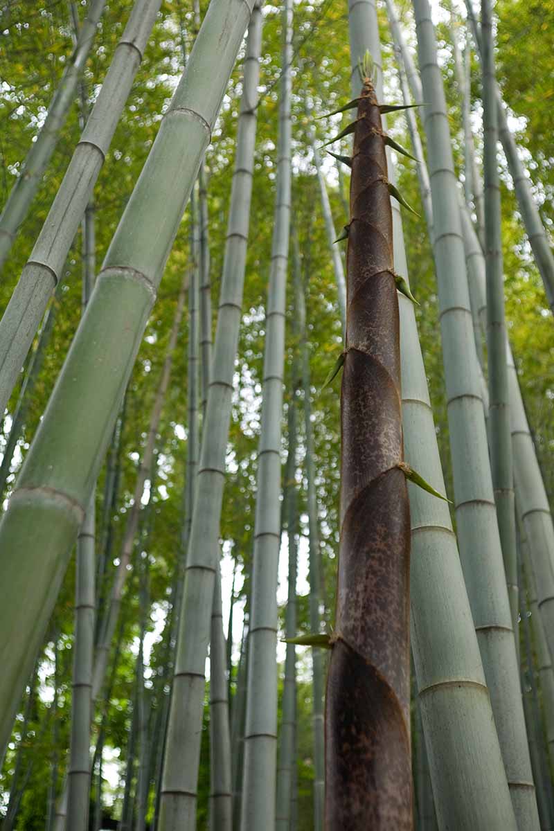 A vertical image of giant bamboo growing wild, taken from below looking up into the canopy.