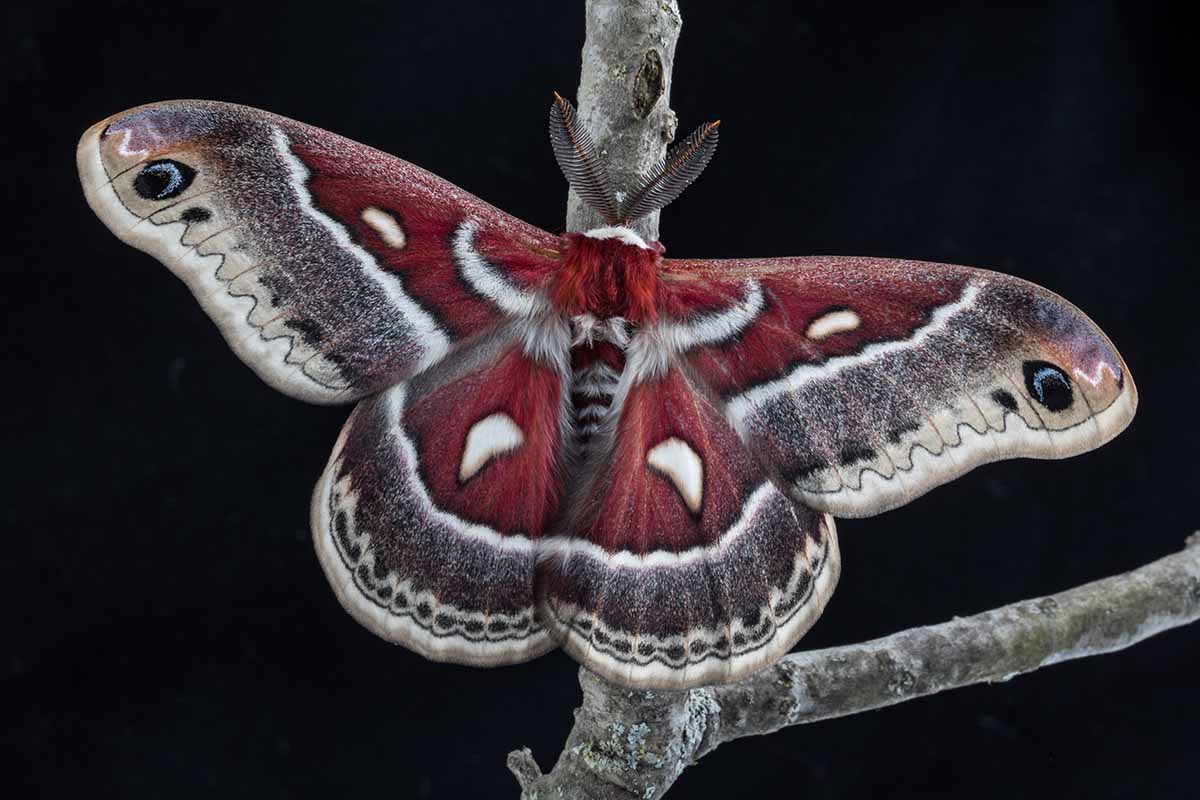 A close up horizontal image of a Glover's silkmoth pictured on a dark background.