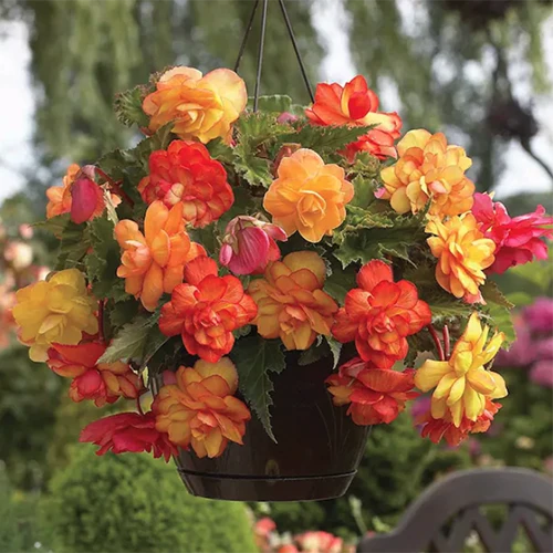 A close up square image of a hanging basket filled with colorful begonias pictured on a soft focus background.