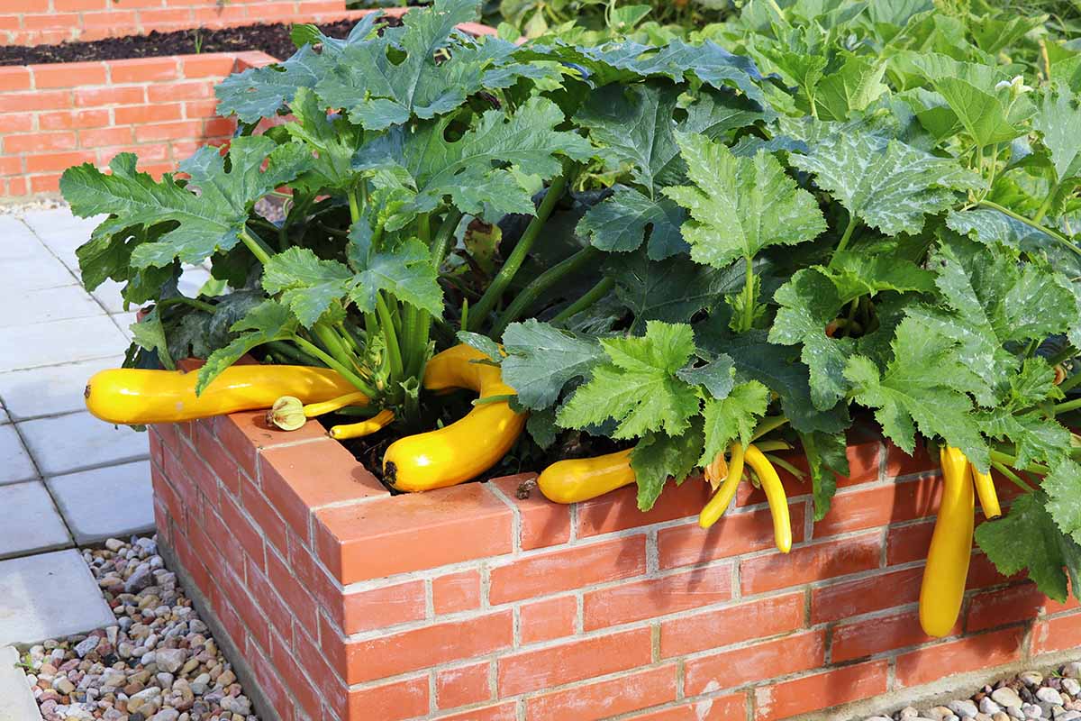 A horizontal image of a golden zucchini plant growing in a neat brick raised bed garden.