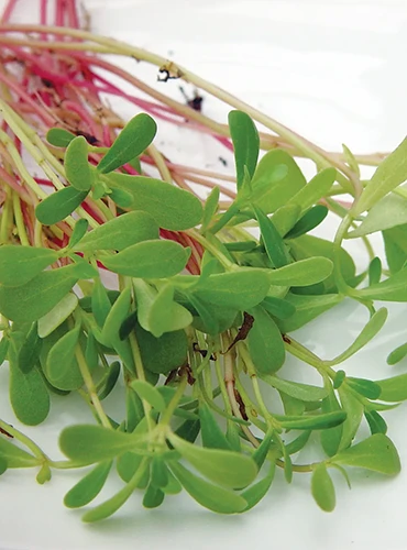A close up of 'Goldgelber' purslane, freshly harvested and set on a white surface.