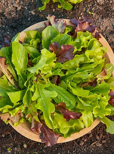 A close up vertical image of a wooden bowl filled with freshly harvested leaf lettuce.