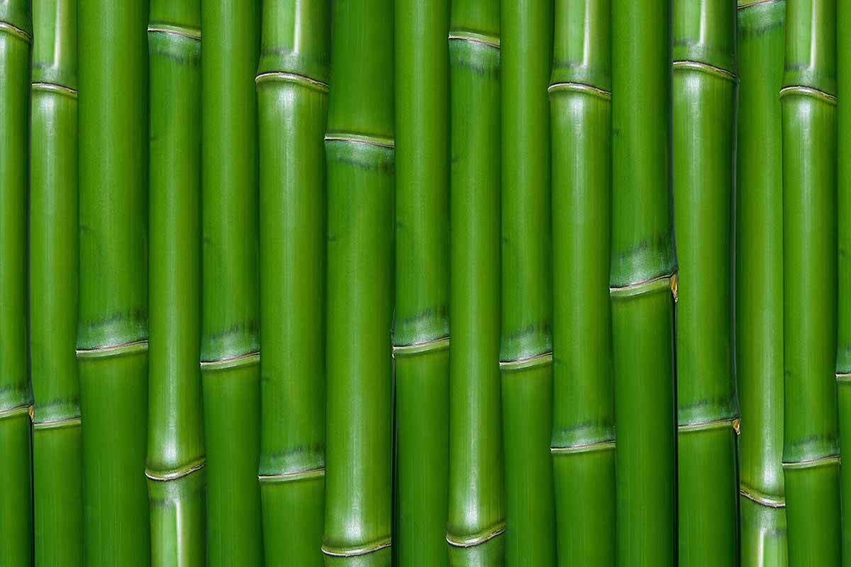 A close up horizontal image of green bamboo stems.