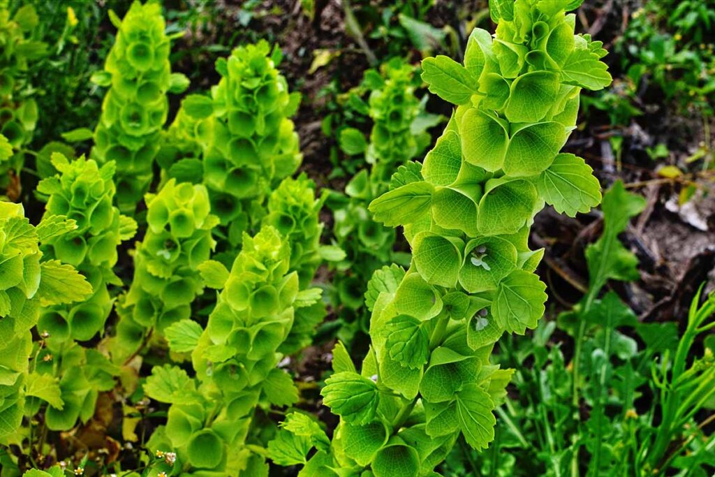 How to Grow and Care for Bells of Ireland Gardener’s Path