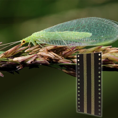 A close up square image of a green lacewing pictured on a soft focus background.