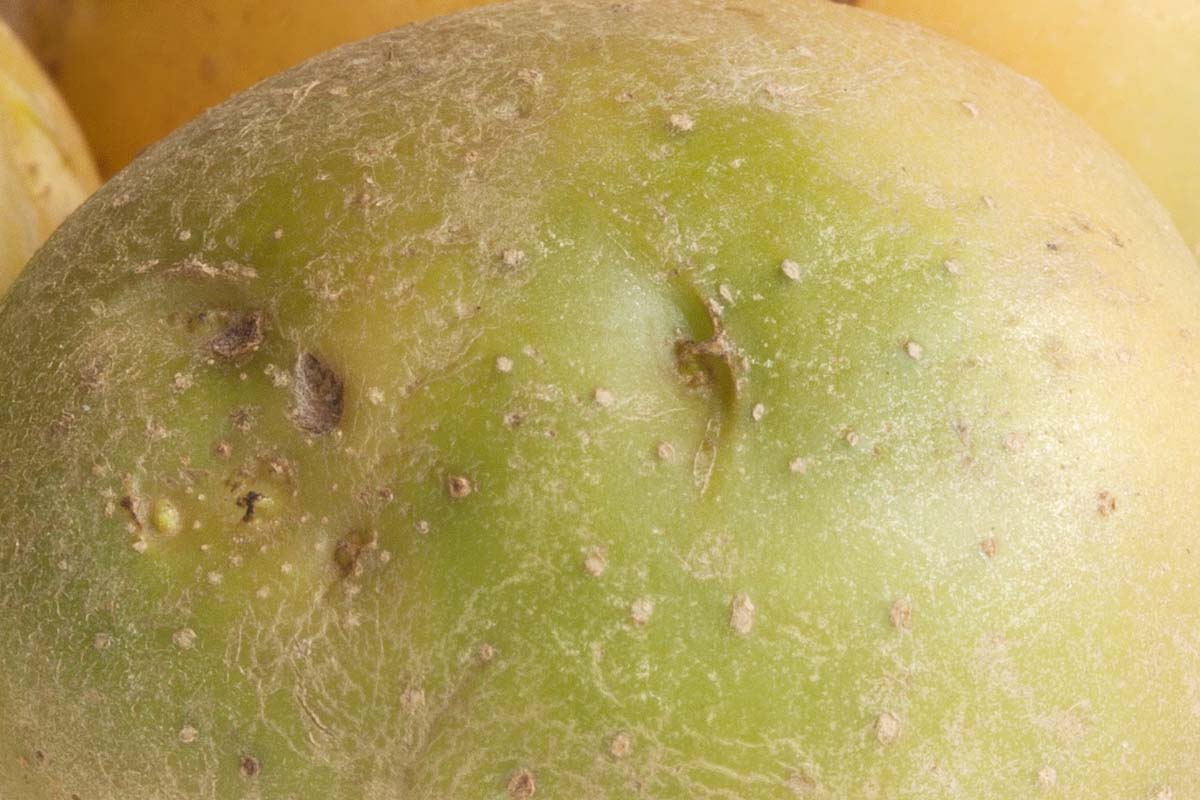 Close up of green skin on a potato.