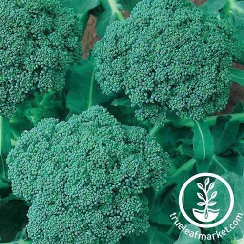 A close up square image of 'Green Sprouting Calabrese' broccoli growing in the garden. To the bottom right of the frame is a white circular logo with text.