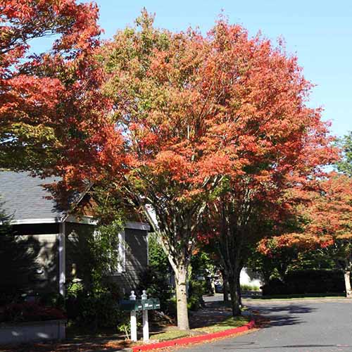 A square image of Zelkova serrata 'Green Vase' trees growing on the side of a street with a residence in the background.