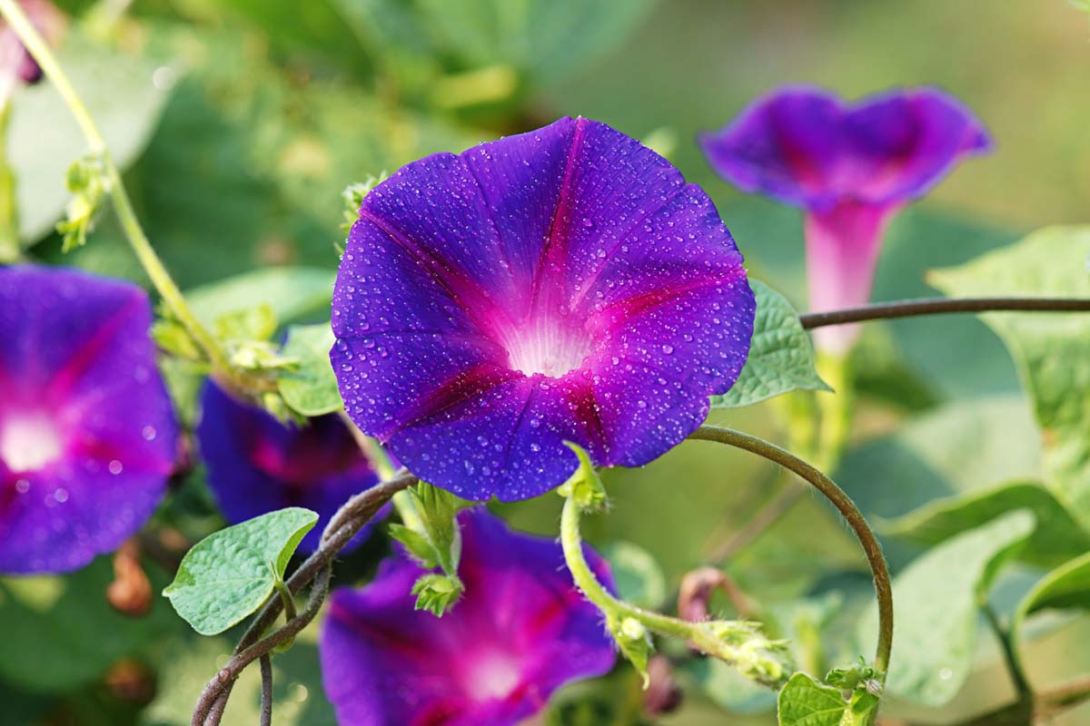 A close up horizontal image of a purple morning glory flower with water droplets on the petals pictured on a soft focus background.