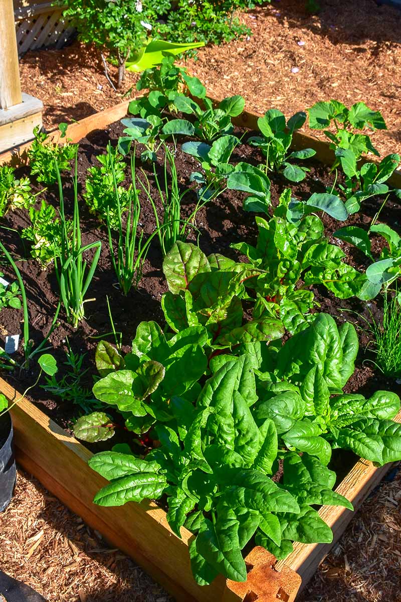 A vertical image of a raised bed garden growing vegetables in a square foot layout.