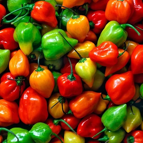 A close up of a pile of habanero chilis of different colors.