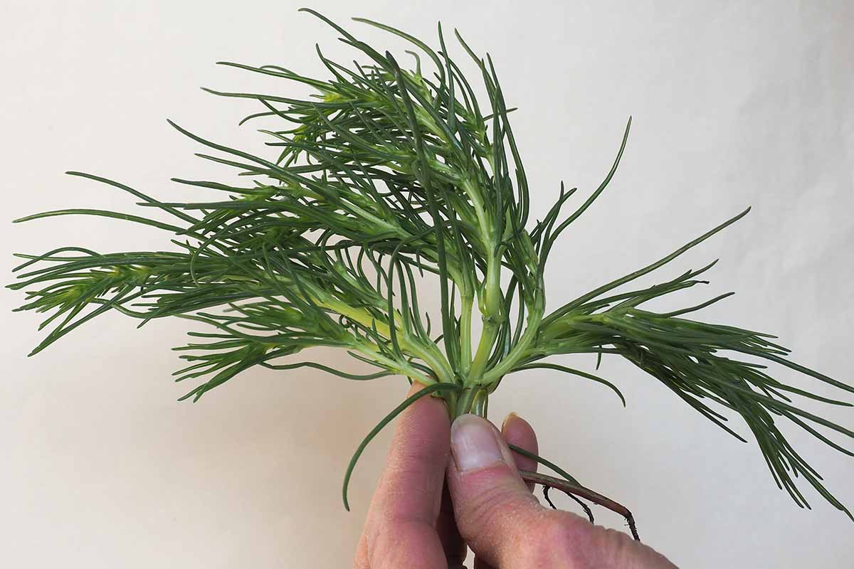 A close up horizontal image of a hand from the bottom of the frame holding up agretti (Salsola soda) stems.