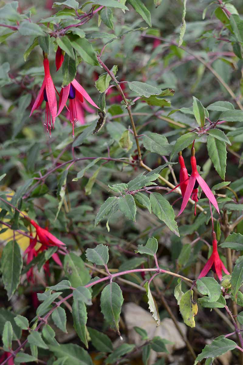 A close up vertical image of hardy fuchsia plants growing in the garden.