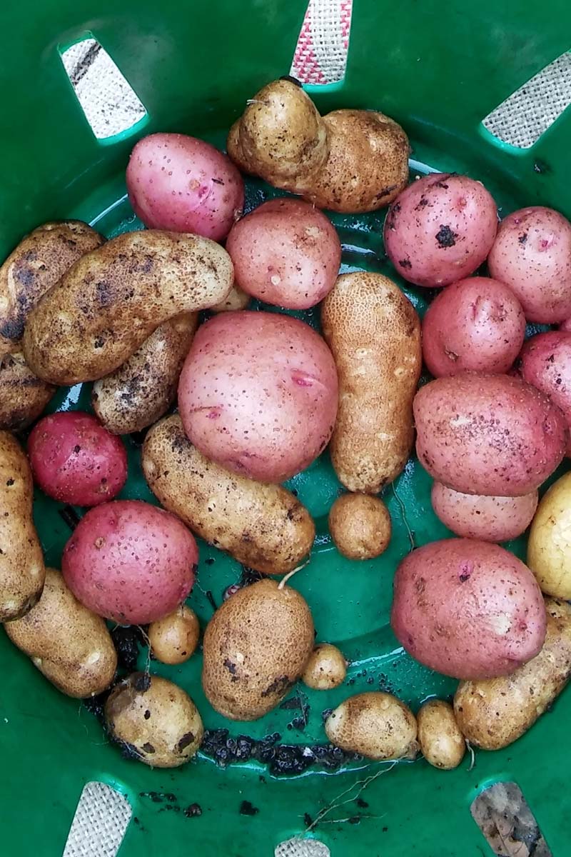 Top down view of freshly harvested gold and red potatoes in a green tub.