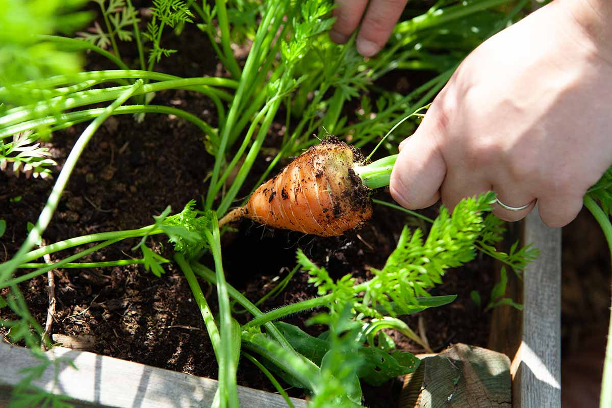A close up horizontal image of two hands from the right of the frame harvesting carrots from a raised bed garden.