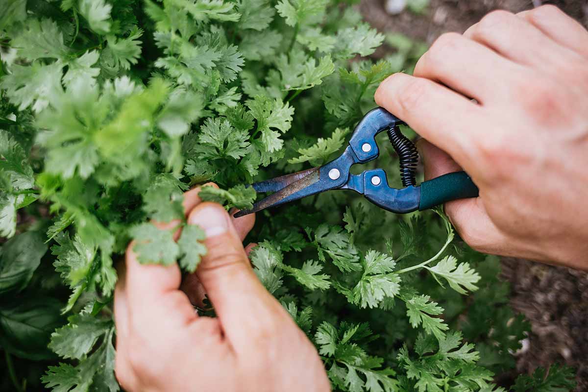 A close up horizontal image of the hands of a gardener using snips to harvest cilantro leaves.