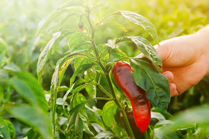 A close up horizontal image of a hand from the right of the frame picking a ripe hot pepper off the plant, pictured in light evening sunshine.